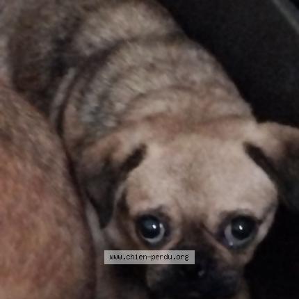 Photo 1/2 Olympe Chien lost in Tauriac