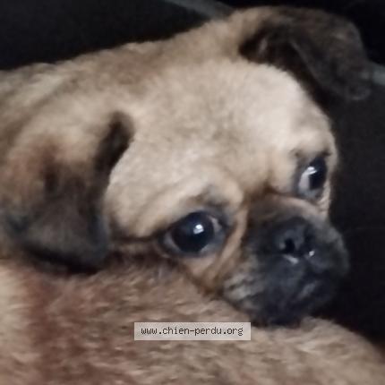 Photo 2/2 Olympe Chien lost in Tauriac