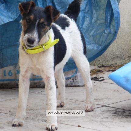 Photo 1/1 lilou Chien lost in La roche mabille