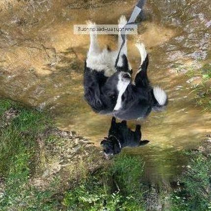 Foto 1/2 Hond teruggevonden Vermist in Jalhay