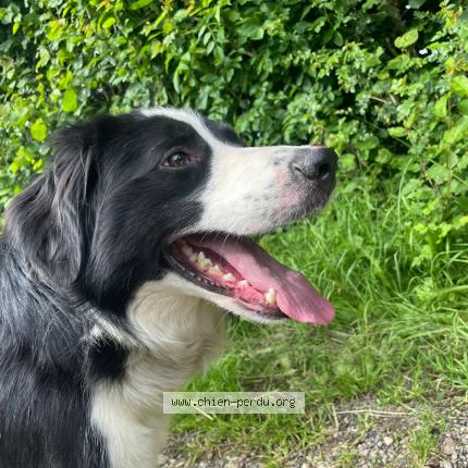 Foto 2/2 Hond teruggevonden Vermist in Jalhay