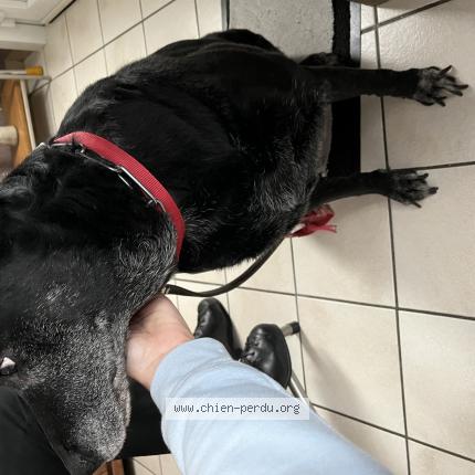 Foto 1/1 Hond teruggevonden Gevonden in Estinnes