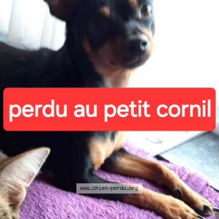 Foto van vermiste hond in Mouscron