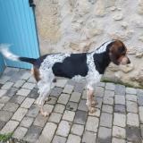 Picture of dog found at Val Buech Meouge