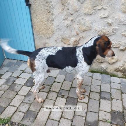 Photo 1/1 Found dog Found in Val buech meouge