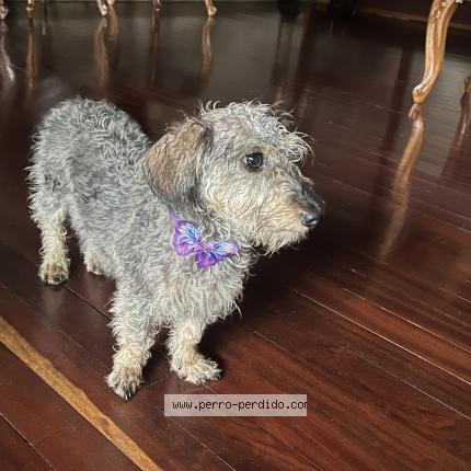 Photo 1/1 Peñusa Dog lost in Cartago Centro
