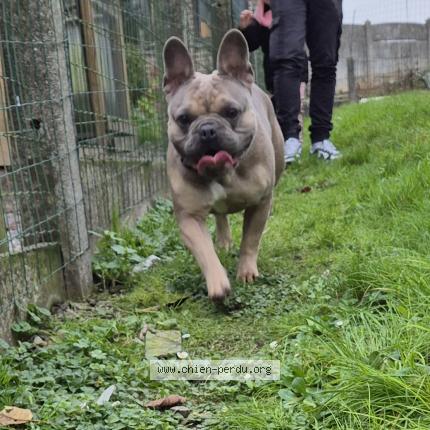 Foto 1/2 Hond teruggevonden Gevonden in Strepy Braquegnies