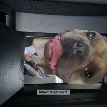 Foto 2/2 Hond teruggevonden Gevonden in Strepy Braquegnies