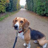 Picture of dog lost at Toulouse 31200