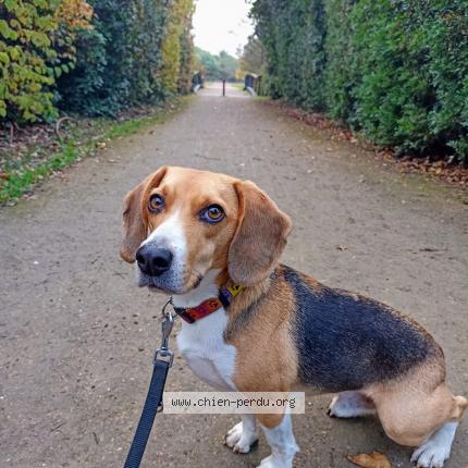 Photo 1/3 Robby Chien lost in Toulouse 31200