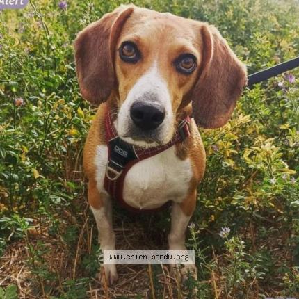 Photo 2/3 Robby Chien lost in Toulouse 31200