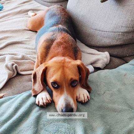 Photo 3/3 Robby Chien lost in Toulouse 31200