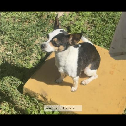 Photo 1/1 Reunited dog Lost in Milwaukee