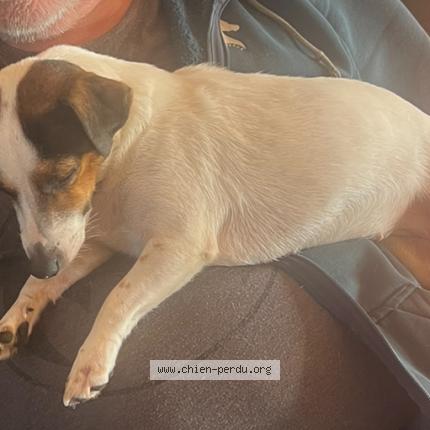 Photo 1/1 tornade Chien lost in Saint sauvier