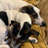 Picture of dog lost at Saint Sauvier