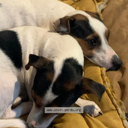 Photo 1/4 rolex Chien lost in Saint sauvier