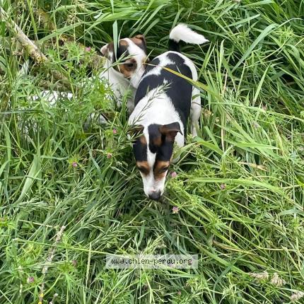 Photo 2/4 rolex Chien lost in Saint sauvier