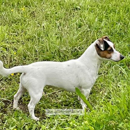 Photo 3/4 rolex Chien lost in Saint sauvier