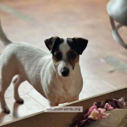 Photo 4/4 rolex Chien lost in Saint sauvier