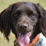 Picture of dog lost at Rouen