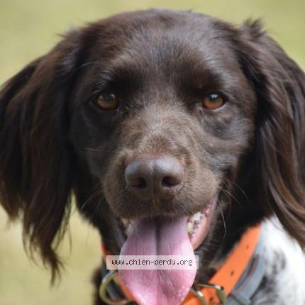 Photo 1/2 Toomuch Chien lost in Rouen