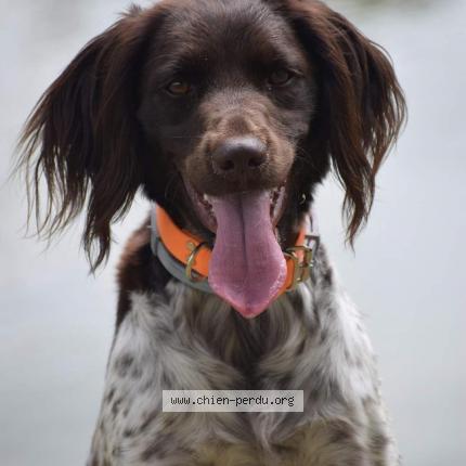 Photo 2/2 Toomuch Chien lost in Rouen