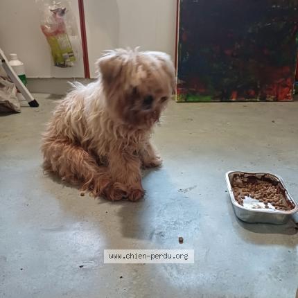 Foto 1/1 Hond teruggevonden Gevonden in Seraing