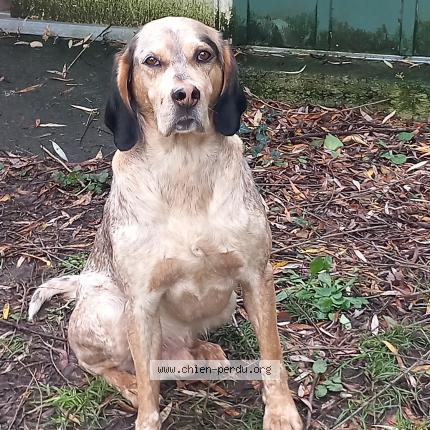 Photo 1/1 Reunited dog Found in Larroque