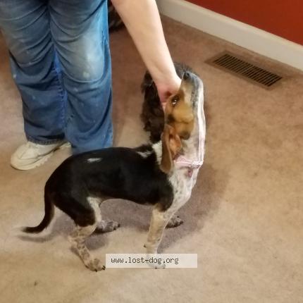 Photo 1/1 Reunited dog Lost in Delavan