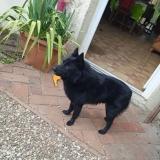 Picture of dog lost at Chatel Censoir