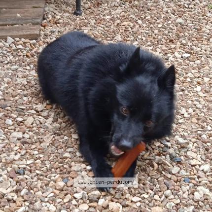 Photo 2/3 pitchoun Chien lost in Chatel censoir