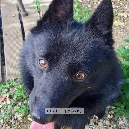 Photo 3/3 pitchoun Chien lost in Chatel censoir