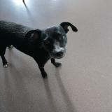 Picture of dog found at Roche La Moliere