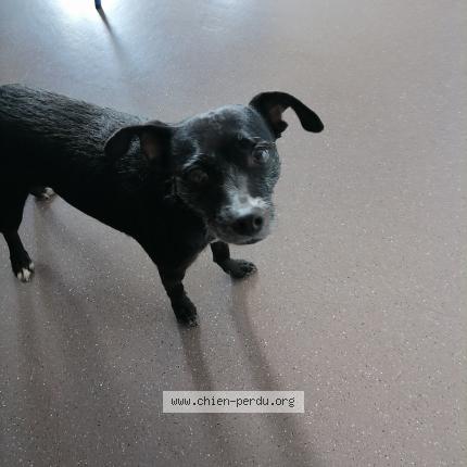 Photo 1/1 Dog reunited Found in Roche la moliere