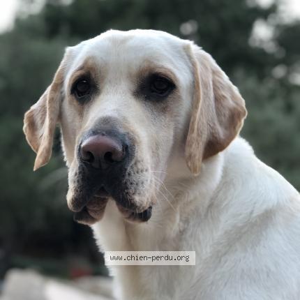 Photo 1/1 Alice Barillé Chien lost in Salon de provence