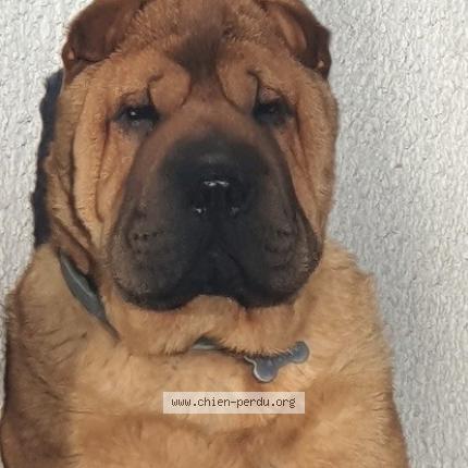 Photo 1/1 Seven Chien lost in Auterive