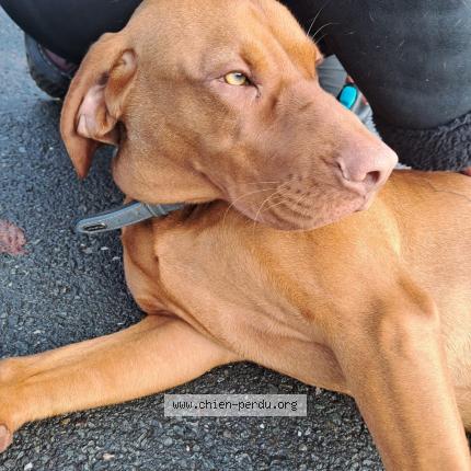 Photo 1/1 Dog reunited Found in Coulounieix chamiers