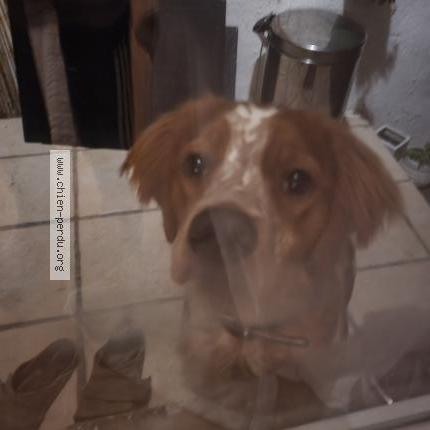 Photo 1/1 Reunited dog Found in Cusset