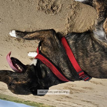 Foto van vermiste hond in Halle