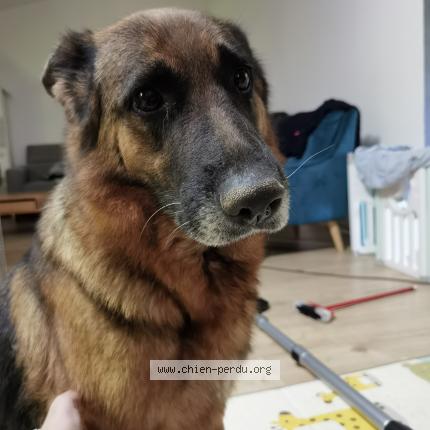 Photo 1/1 Ottawa Chien lost in Saint sauvant