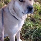 Picture of dog lost at Pommiers