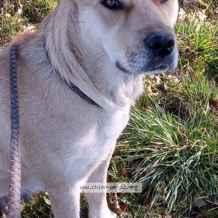 Photo 1/1 Nausicaa Chien lost in Pommiers