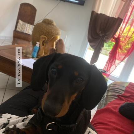 Photo 1/1 Aman Chien lost in Courbeveille