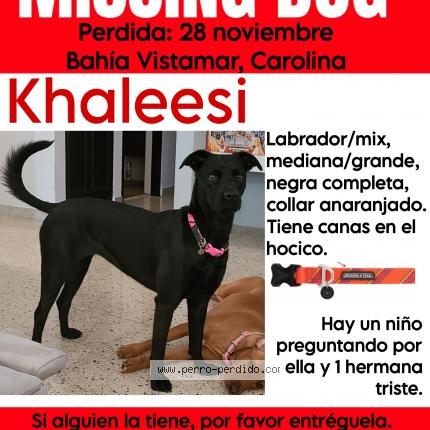 Photo 1/1 Khaleessi Dog lost in Carolina