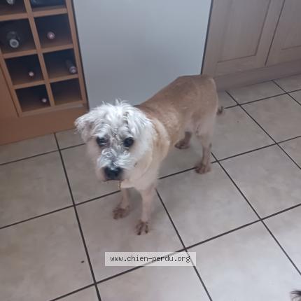 Photo 1/1 Owain Chien lost in Cordemais