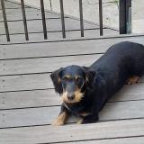 Picture of dog lost at Vic Le Comte