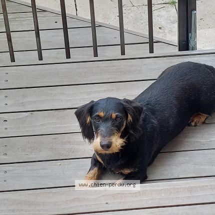 Photo 1/1 Voyou Chien lost in Vic le comte