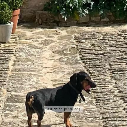 Photo 1/1 Jack Chien lost in Maubec