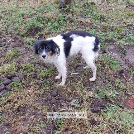 Foto 1/1 Hond teruggevonden Gevonden in Vezon