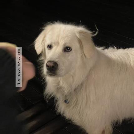 Photo 1/1 Molly Dog lost in Arith